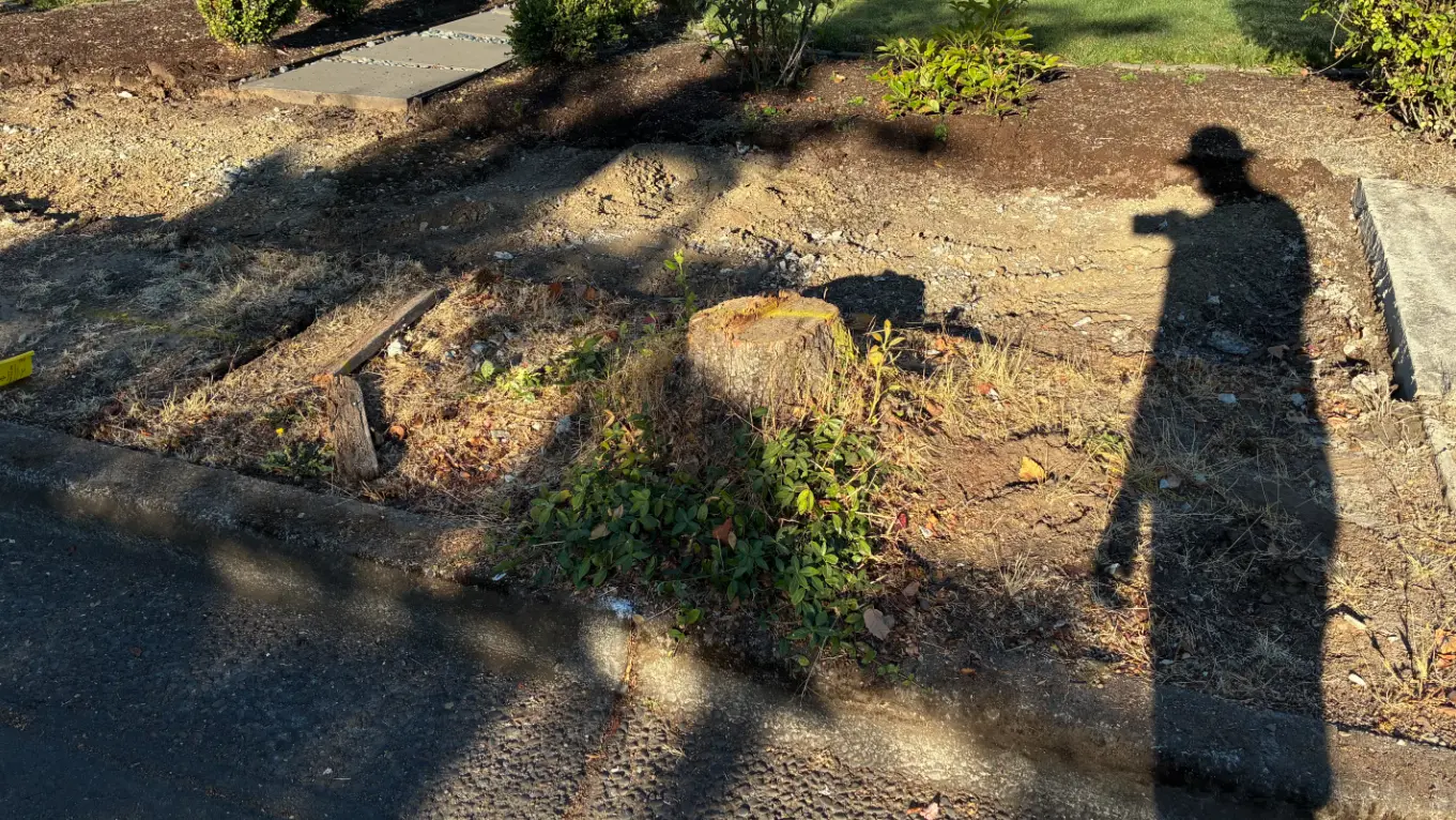 Curbside tree stump before grinding