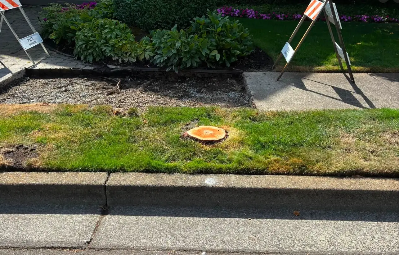 Freshly cut stump in a front lawn before grinding